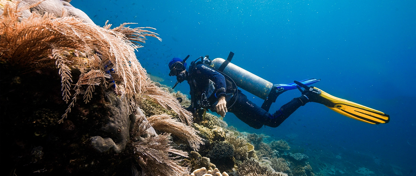 Scuba diver swimming near manta rays in Komodo diving site